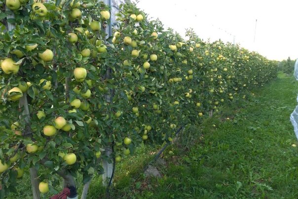 Sistema di Irrigazione Lareter per Meleti in Germania