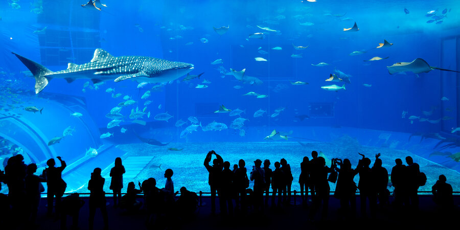 Pubblico interessato al passaggio del grande squalo balena all'acquario di Istanbul