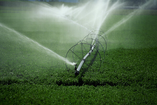 irrigatore che annaffia un prato