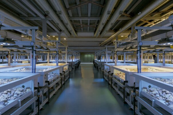 Soluzioni ALIAXIS per Acquacoltura per la rigenerazione dei coralli nel Mar Rosso