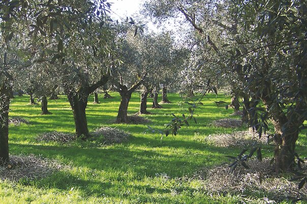Rete di irrigazione Lareter per l’impianto di un nuovo uliveto