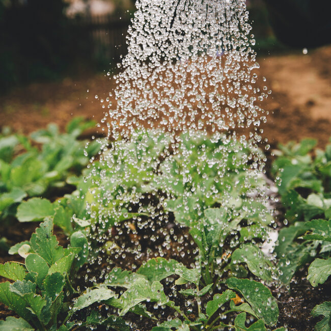 getto di acqua su piantine verdi