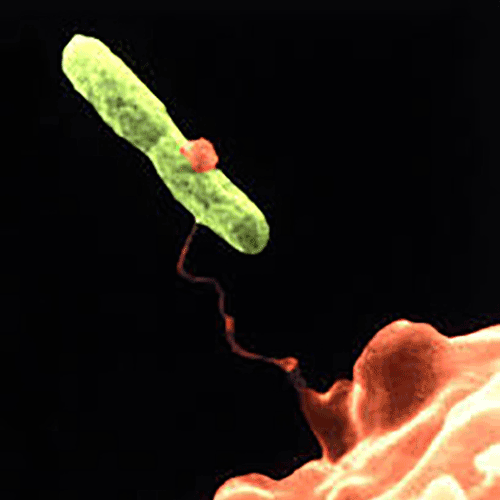 System'O di Aliaxis Italia protegge dalla Legionella